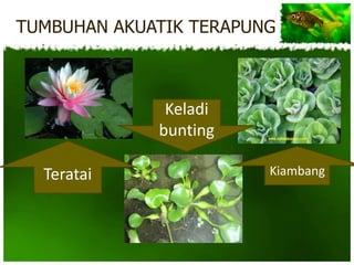 TUMBUHAN AKUATIK TERAPUNG



              Keladi
             bunting

  Teratai               Kiambang
 