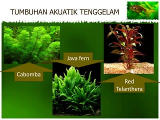 TUMBUHAN AKUATIK TENGGELAM




             Java fern

 Cabomba
                            Red
                         Telanthera
 