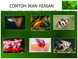 CONTOH IKAN HIASAN
 