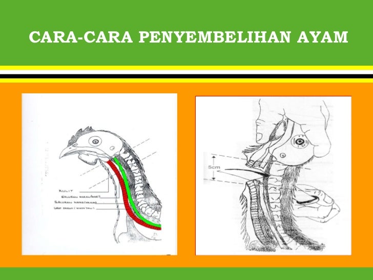 Penyembelihan Menurut Hukum Syarak
