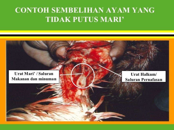 Penyembelihan Menurut Hukum Syarak