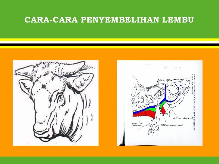 Penyembelihan Menurut Hukum Syarak