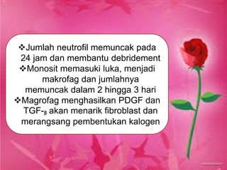 Jumlah neutrofil memuncak pada
24 jam dan membantu debridement
Monosit memasuki luka, menjadi
makrofag dan jumlahnya
memuncak dalam 2 hingga 3 hari
Magrofag menghasilkan PDGF dan
TGF-ᵦ akan menarik fibroblast dan
merangsang pembentukan kalogen
 