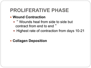 PROLIFERATIVE PHASE
 Wound Contraction
 “ Wounds heal from side to side but
contract from end to end ”
 Highest rate of contraction from days 10-21
 Collagen Deposition
 