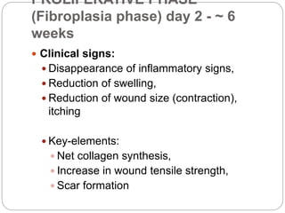 PROLIFERATIVE PHASE
(Fibroplasia phase) day 2 - ~ 6
weeks
 Clinical signs:
 Disappearance of inflammatory signs,
 Reduction of swelling,
 Reduction of wound size (contraction),
itching
 Key-elements:
 Net collagen synthesis,
 Increase in wound tensile strength,
 Scar formation
 
