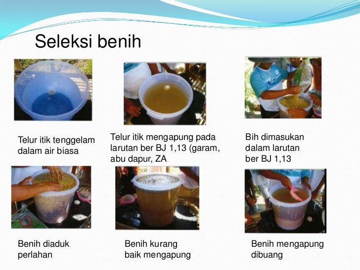 Hasil gambar untuk cara seleksi bibit padi