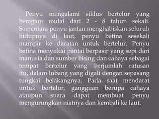Penyu mengalami siklus bertelur yang
beragam mulai dari 2 - 8 tahun sekali.
Sementara penyu jantan menghabiskan seluruh
hidupnya di laut, penyu betina sesekali
mampir ke daratan untuk bertelur. Penyu
betina menyukai pantai berpasir yang sepi dari
manusia dan sumber bising dan cahaya sebagai
tempat bertelur yang berjumlah ratusan
itu, dalam lubang yang digali dengan sepasang
tungkai belakangnya. Pada saat mendarat
untuk bertelur, gangguan berupa cahaya
ataupun suara dapat membuat penyu
mengurungkan niatnya dan kembali ke laut.
 