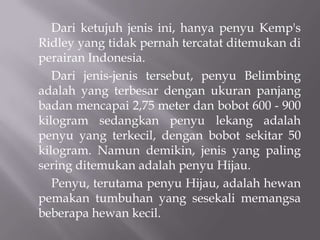 Dari ketujuh jenis ini, hanya penyu Kemp's
Ridley yang tidak pernah tercatat ditemukan di
perairan Indonesia.
   Dari jenis-jenis tersebut, penyu Belimbing
adalah yang terbesar dengan ukuran panjang
badan mencapai 2,75 meter dan bobot 600 - 900
kilogram sedangkan penyu lekang adalah
penyu yang terkecil, dengan bobot sekitar 50
kilogram. Namun demikin, jenis yang paling
sering ditemukan adalah penyu Hijau.
   Penyu, terutama penyu Hijau, adalah hewan
pemakan tumbuhan yang sesekali memangsa
beberapa hewan kecil.
 