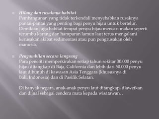    Hilang dan rusaknya habitat
    Pembangunan yang tidak terkendali menyebabkan rusaknya
    pantai-pantai yang penting bagi penyu hijau untuk bertelur.
    Demikian juga habitat tempat penyu hijau mencari makan seperti
    terumbu karang dan hamparan lamun laut terus mengalami
    kerusakan akibat sedimentasi atau pun pengrusakan oleh
    manusia.

   Pengambilan secara langsung
    Para peneliti memperkirakan setiap tahun sekitar 30.000 penyu
    hijau ditangkap di Baja, California dan lebih dari 50.000 penyu
    laut dibunuh di kawasan Asia Tenggara (khususnya di
    Bali, Indonesia) dan di Pasifik Selatan.

    Di banyak negara, anak-anak penyu laut ditangkap, diawetkan
    dan dijual sebagai cendera mata kepada wisatawan. .
 