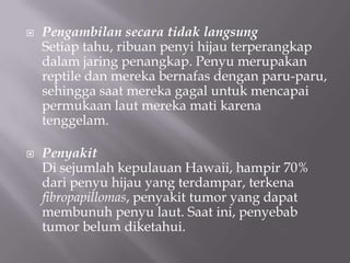    Pengambilan secara tidak langsung
    Setiap tahu, ribuan penyi hijau terperangkap
    dalam jaring penangkap. Penyu merupakan
    reptile dan mereka bernafas dengan paru-paru,
    sehingga saat mereka gagal untuk mencapai
    permukaan laut mereka mati karena
    tenggelam.

   Penyakit
    Di sejumlah kepulauan Hawaii, hampir 70%
    dari penyu hijau yang terdampar, terkena
    fibropapillomas, penyakit tumor yang dapat
    membunuh penyu laut. Saat ini, penyebab
    tumor belum diketahui.
 
