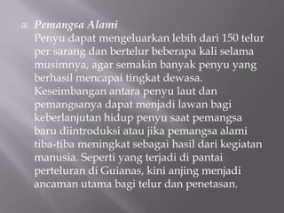    Pemangsa Alami
    Penyu dapat mengeluarkan lebih dari 150 telur
    per sarang dan bertelur beberapa kali selama
    musimnya, agar semakin banyak penyu yang
    berhasil mencapai tingkat dewasa.
    Keseimbangan antara penyu laut dan
    pemangsanya dapat menjadi lawan bagi
    keberlanjutan hidup penyu saat pemangsa
    baru diintroduksi atau jika pemangsa alami
    tiba-tiba meningkat sebagai hasil dari kegiatan
    manusia. Seperti yang terjadi di pantai
    perteluran di Guianas, kini anjing menjadi
    ancaman utama bagi telur dan penetasan.
 
