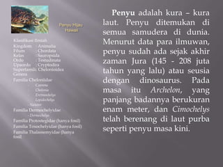 Penyu adalah kura – kura
                           Penyu Hijau   laut. Penyu ditemukan di
                             Hawaii
                                         semua samudera di dunia.
Klasifikasi Ilmiah
Kingdom : Animalia
                                         Menurut data para ilmuwan,
Filum
Kelas
             : Chordata
             : Sauropsida
                                         penyu sudah ada sejak akhir
Ordo         : Testudinata
Upaordo : Cryptodira
                                         zaman Jura (145 - 208 juta
Superfamili: Chelonioidea
Genera
                                         tahun yang lalu) atau seusia
Familia Cheloniidae
       -    Carreta
                                         dengan dinosaurus. Pada
       -
       -
            Chelonia
            Eretmochelys
                                         masa itu Archelon, yang
       -    Lepidochelys
       - Natator
                                         panjang badannya berukuran
Familia Dermochelyidae                   enam meter, dan Cimochelys
       - Dermochelys
Familia Protostegidae (hanya fosil)      telah berenang di laut purba
Familia Toxochelyidae (hanya fosil)
Familia Thalassemyidae (hanya
                                         seperti penyu masa kini.
fosil
 