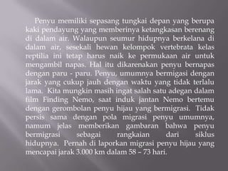 Penyu memiliki sepasang tungkai depan yang berupa
kaki pendayung yang memberinya ketangkasan berenang
di dalam air. Walaupun seumur hidupnya berkelana di
dalam air, sesekali hewan kelompok vertebrata kelas
reptilia ini tetap harus naik ke permukaan air untuk
mengambil napas. Hal itu dikarenakan penyu bernapas
dengan paru - paru. Penyu, umumnya bermigasi dengan
jarak yang cukup jauh dengan waktu yang tidak terlalu
lama. Kita mungkin masih ingat salah satu adegan dalam
film Finding Nemo, saat induk jantan Nemo bertemu
dengan gerombolan penyu hijau yang bermigrasi. Tidak
persis sama dengan pola migrasi penyu umumnya,
namum jelas memberikan gambaran bahwa penyu
bermigrasi       sebagai   rangkaian      dari   siklus
hidupnya. Pernah di laporkan migrasi penyu hijau yang
mencapai jarak 3.000 km dalam 58 – 73 hari.
 