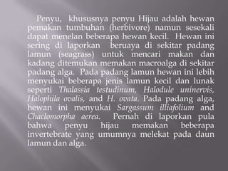 Penyu, khususnya penyu Hijau adalah hewan
pemakan tumbuhan (herbivore) namun sesekali
dapat menelan beberapa hewan kecil. Hewan ini
sering di laporkan beruaya di sekitar padang
lamun (seagrass) untuk mencari makan dan
kadang ditemukan memakan macroalga di sekitar
padang alga. Pada padang lamun hewan ini lebih
menyukai beberapa jenis lamun kecil dan lunak
seperti Thalassia testudinum, Halodule uninervis,
Halophila ovalis, and H. ovata. Pada padang alga,
hewan ini menyukai Sargassum illiafolium and
Chaclomorpha aerea.      Pernah di laporkan pula
bahwa     penyu      hijau   memakan     beberapa
invertebrate yang umumnya melekat pada daun
lamun dan alga.
 