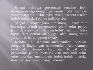 Sangat kecilnya presentase tersebut lebih
diperparah lagi dengan penjarahan oleh manusia
yang mengambil telur-telur tersebut segera setelah
induk-induk dari penyu tadi bertelur.
   Sangat disayangkan memang, walaupun
beberapa daerah pengeraman alami telur penyu
jauh dari pemukiman penduduk, namun tidak
luput dari perburuan illegal oleh orang-orang
yang tidak bertanggung jawab.
   Kondisi ini semakin menurunkan populasi
penyu di lingkungan asli mereka. Keunikannya
tidak akan tampak lagi, saat banyak dari
penduduk pantai merusak dan menjarah telur-
telur meraka, memburuh induk-induk mereka,
dan merusak rumah-rumah mereka.
 