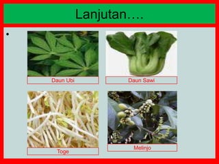 •
Lanjutan….
Daun Ubi Daun Sawi
Toge
Melinjo
 