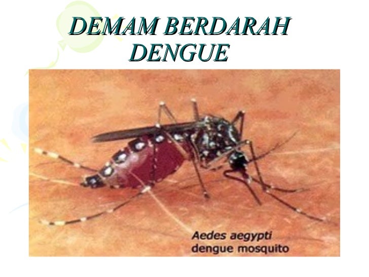 Penyuluhan Dbd