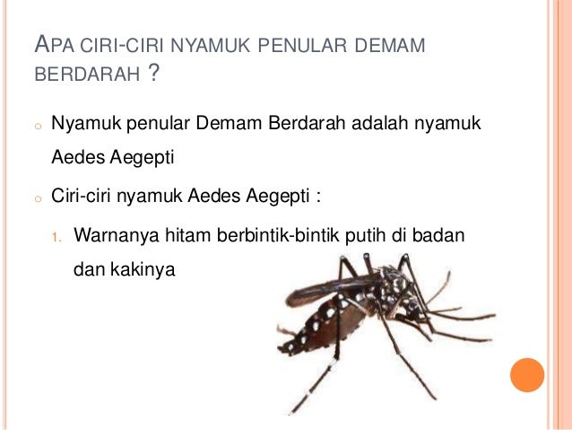 Cara Membedakan Gigitan Nyamuk Dbd Dan Nyamuk Biasa - Tips Membedakan