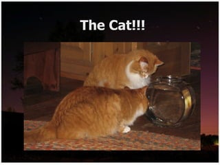 The Cat!!! 