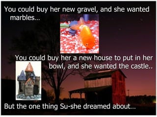 You could buy her new gravel, and she wanted marbles… You could buy her a new house to put in her bowl, and she wanted the castle.. But the one thing Su-she dreamed about… 