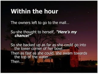 Within the hour The owners left to go to the mall… Su-she thought to herself,  “Here’s my chance!” So she backed up as far as she could go into the lower corner of her bowl… Then as fast as she could, she swam towards the top of the water… Then…. 