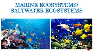 MARINE ECOSYSTEMS/
SALTWATER ECOSYSTEMS
 