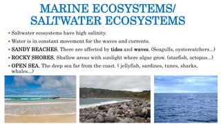 MARINE ECOSYSTEMS/
SALTWATER ECOSYSTEMS
 Saltwater ecosystems have high salinity.
 Water is in constant movement for the waves and currents.
 SANDY BEACHES. There are affected by tides and waves. (Seagulls, oystercatchers...)
 ROCKY SHORES. Shallow areas with sunlight where algae grow. (starfish, octopus...)
 OPEN SEA. The deep sea far from the coast. ( jellyfish, sardines, tunes, sharks,
whales...)
 