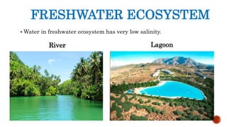 FRESHWATER ECOSYSTEM
 Water in freshwater ecosystem has very low salinity.
River Lagoon
 