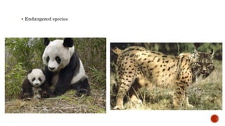  Endangered species
 