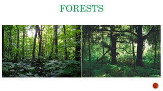 FORESTS
 