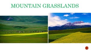 MOUNTAIN GRASSLANDS
 