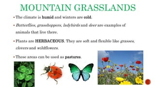 MOUNTAIN GRASSLANDS
 The climate is humid and winters are cold.
 Butterflies, grasshoppers, ladybirds and deer are examples of
animals that live there.
 Plants are HERBACEOUS. They are soft and flexible like grasses,
clovers and wildflowers.
 These areas can be used as pastures.
 