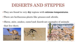 DESERTS AND STEPPES
They are found in very dry regions with extreme temperatures.
There are herbaceous plants like grasses and shrubs.
Hares, mice, snakes, camel and lizards are examples of animals
that live there.
 