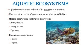 AQUATIC ECOSYSTEMS
 Aquatic ecosystems are located in water environments.
 There are two types of ecosystem depending on salinity.
 Marine ecosystems /Saltwater ecosystems
 Sandy beach
 Rocky shores
 Open sea
 Freshwater ecosystems
 Rivers
 Lagoons
 