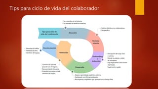 Tips para ciclo de vida del colaborador
 