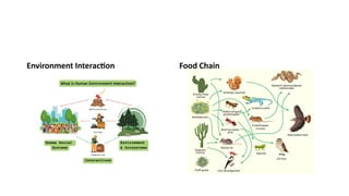 Environment Interaction Food Chain
 