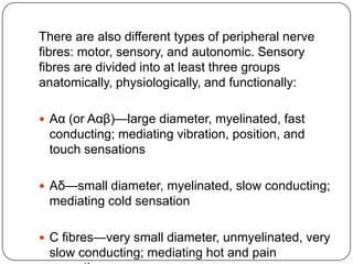 There are also different types of peripheral nerve
fibres: motor, sensory, and autonomic. Sensory
fibres are divided into at least three groups
anatomically, physiologically, and functionally:
 Aα (or Aαβ)—large diameter, myelinated, fast
conducting; mediating vibration, position, and
touch sensations
 Aδ—small diameter, myelinated, slow conducting;
mediating cold sensation
 C fibres—very small diameter, unmyelinated, very
slow conducting; mediating hot and pain
 