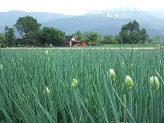 我們的島 當老產業遇上新
     科技
 
