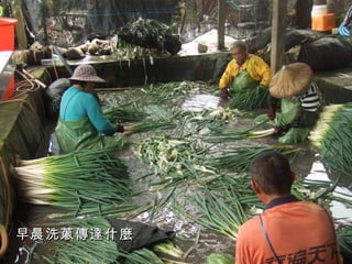 早晨洗蔥傳達什麼
 