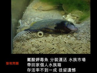 氰酸鉀毒魚 分裝運送 水族市場
發現問題
       帶回家個人水族箱
       存活率不到一成 徒留遺憾
 