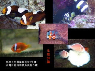 部份照片提供 : 何源興




                 生
                 態
                 知
世界上的海葵魚共有 27 種   識
台灣目前的海葵魚共有 5 種
 