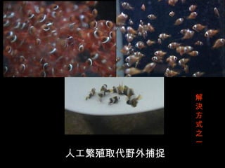 解
             決
             方
             式
             之
             一
人工繁殖取代野外捕捉
 