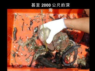 甚至 2000 公尺的深
      海
 