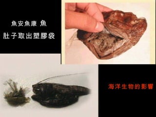 魚安魚康 魚

肚子取出塑膠袋




          海洋生物的影響
 