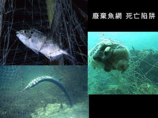 廢棄魚網 死亡陷阱
 