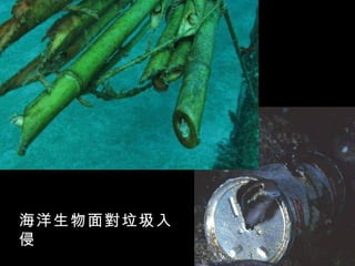 海洋生物面對垃圾入
侵
 