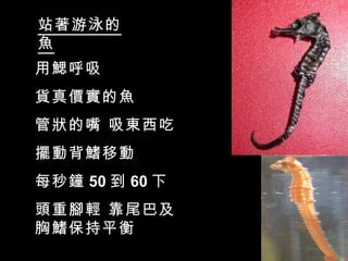 站著游泳的
魚
用鰓呼吸
貨真價實的魚
管狀的嘴 吸東西吃
擺動背鰭移動
每秒鐘 50 到 60 下
頭重腳輕 靠尾巴及
胸鰭保持平衡
 