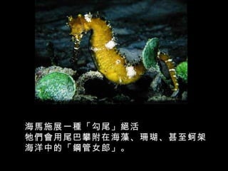 海馬施展一種「勾尾」絕活
牠們會用尾巴攀附在海藻、珊瑚、甚至蚵架
海洋中的「鋼管女郎」。
 
