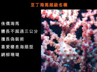 豆丁海馬超級名模



侏儒海馬
體長不超過三公分
擅長偽裝術
喜愛棲息海扇型
網柳珊瑚


照片提供 : 蔡永春
 