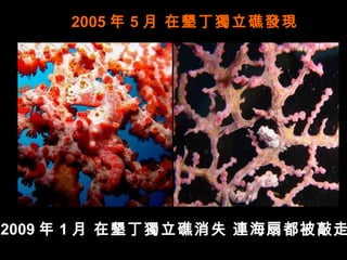 2005 年 5 月 在墾丁獨立礁發現




2009 年 1 月 在墾丁獨立礁消失 連海扇都被敲走
 